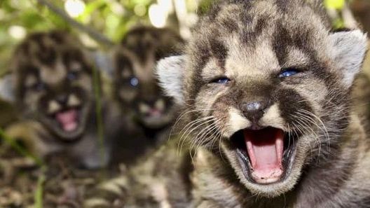 Bùng nổ số lượng báo sư tử con ở California