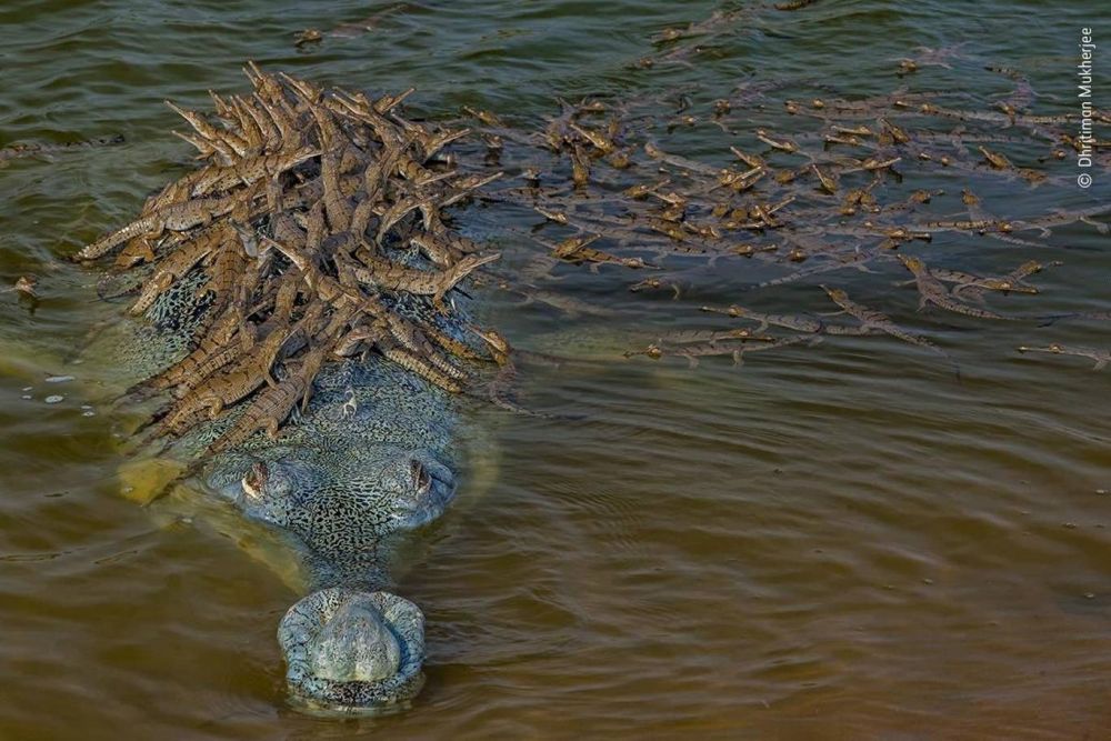 chiem nguong ve dep ky thu cua thien nhien hoang da