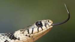 Ấn Độ: Khó tin cậu bé bị rắn cắn 8 lần trong 1 tháng