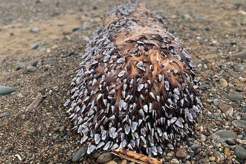 anh phat hien sinh vat bien than go phu day xuc tu