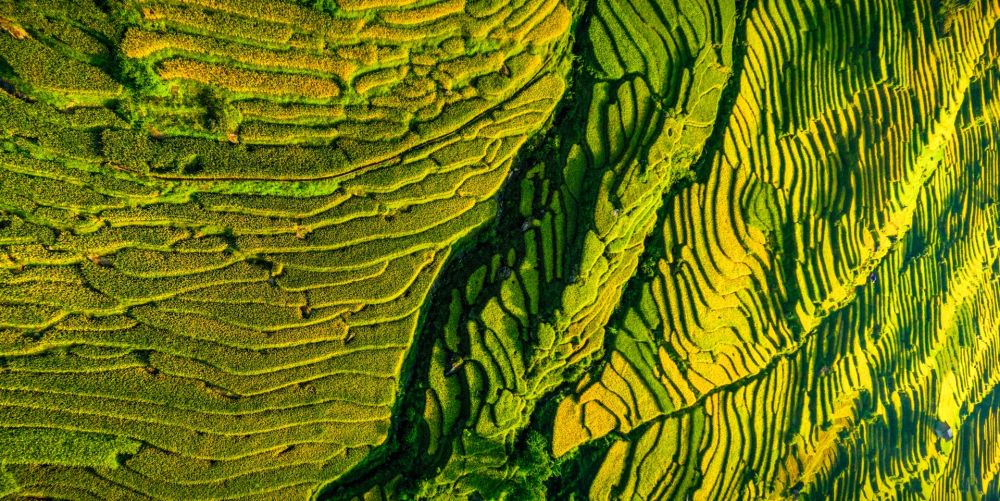 3516-mua-lua-chin-8-1599704573803