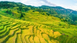Ngắm mùa lúa chín Y Tý - nhìn từ camera bay