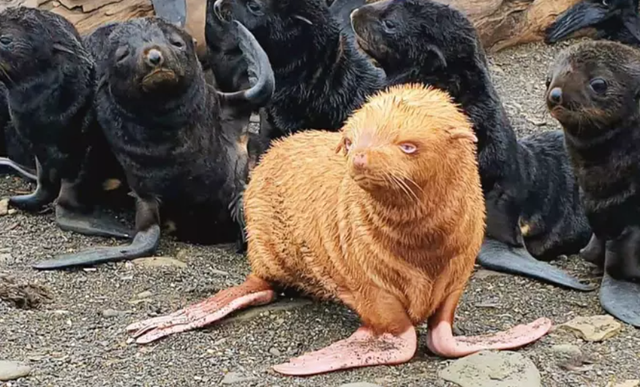 Nga Hải cẩu vàng quý hiếm ra đời với tỷ lệ 1 10 000 nga hai cau vang quy hiem ra doi voi ty le 110000