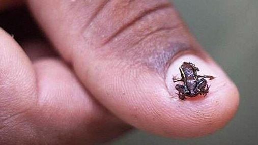 Điều thú vị về động vật có xương sống nhỏ nhất thế giới chỉ có trong truyền thuyết