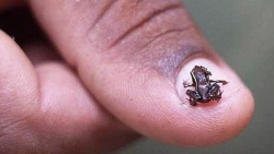 Điều thú vị về động vật có xương sống nhỏ nhất thế giới chỉ có trong truyền thuyết