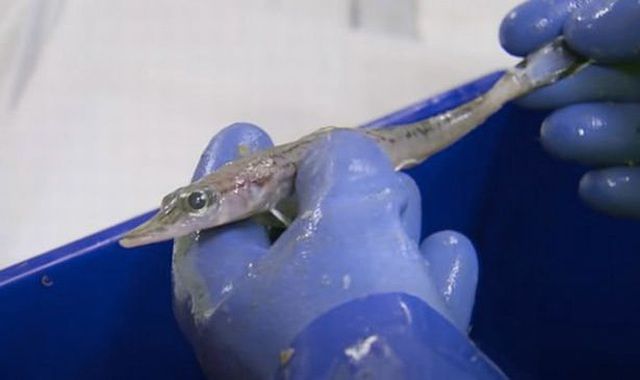 phat hien nhung sinh vat bien nhu nguoi ngoai hanh tinh o nam cuc