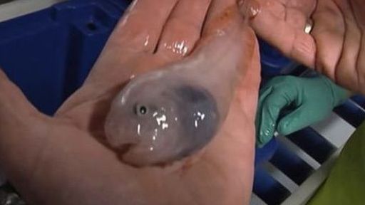 Phát hiện các sinh vật biển giống người ngoài hành tinh ở Nam cực