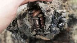 Nga: Lần đầu tiên phát hiện xác gấu hang động được bảo quản hoàn hảo sau 39.000 năm