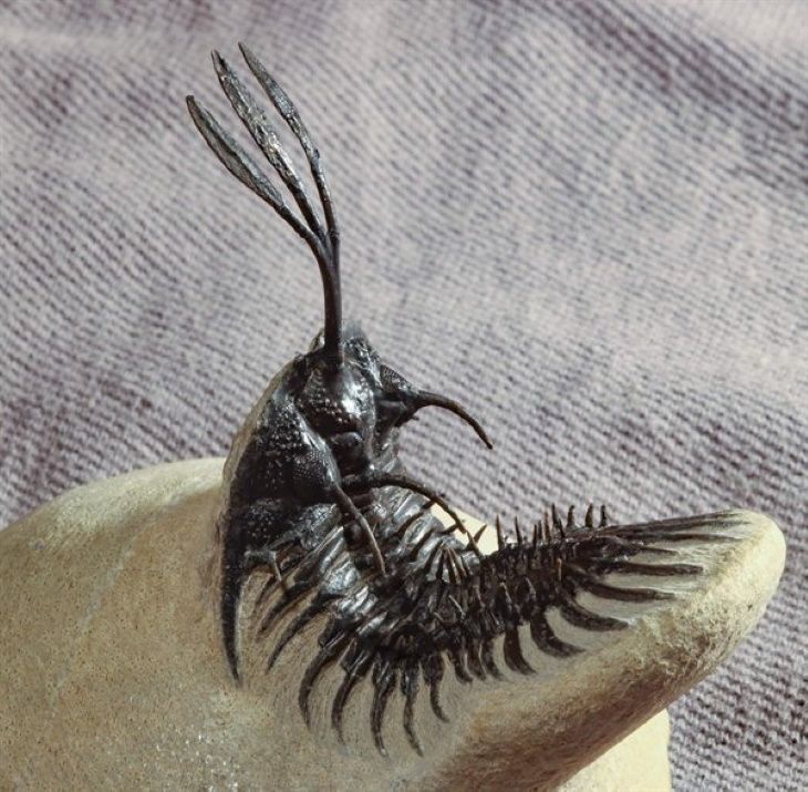 nhung hoa thach duoc bao quan tot nhat cua cac sinh vat bi an co xua