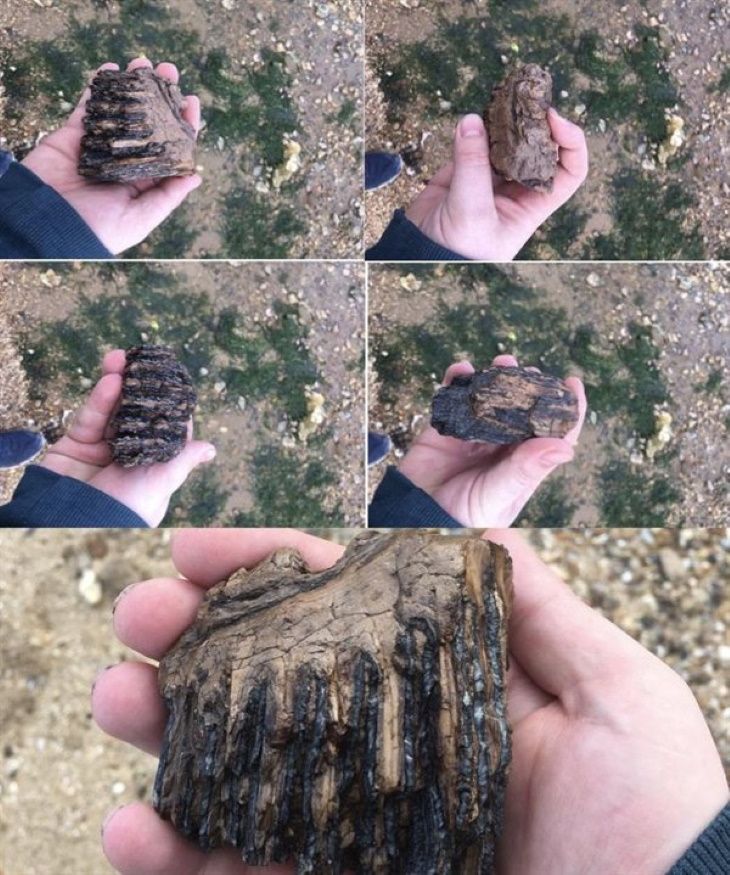 nhung hoa thach duoc bao quan tot nhat cua cac sinh vat bi an co xua