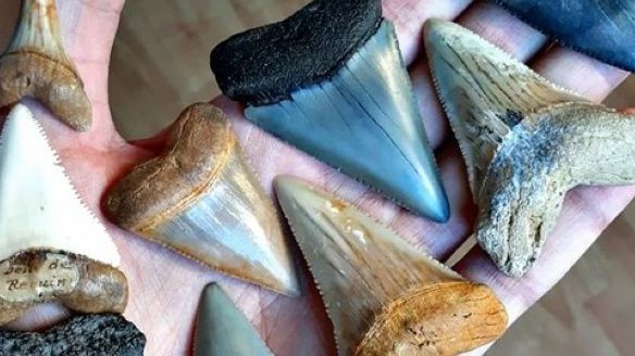 Những hóa thạch được bảo quản tốt nhất của các sinh vật bí ẩn cổ xưa