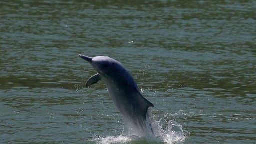 Trung Quốc: Đại dịch Covid-19 làm 'hồi sinh' đàn cá heo lưng gù quý hiếm