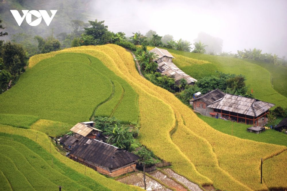 mua vang hoang su phi