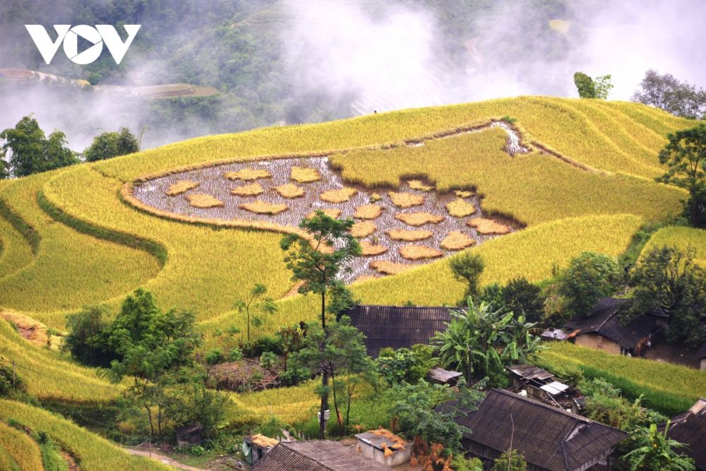 mua vang hoang su phi