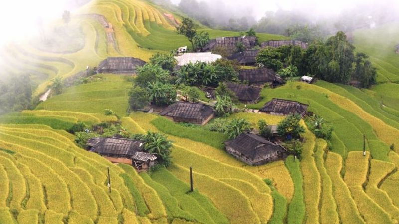 Mùa vàng Hoàng Su Phì