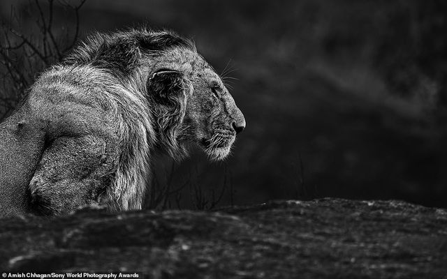 anh phoi ca cua viet nam lot top anh dep tai giai anh quoc te