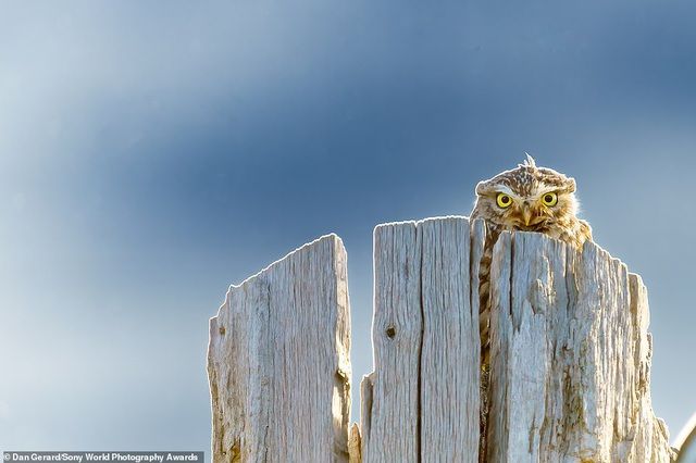 anh phoi ca cua viet nam lot top anh dep tai giai anh quoc te