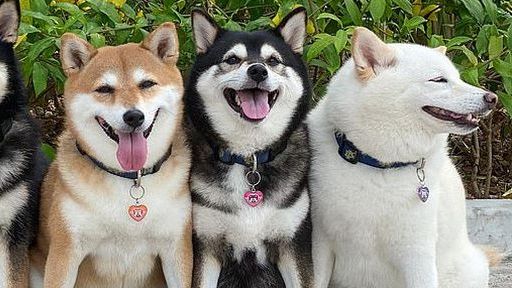 Bật cười với bộ ảnh về chú chó 'phá đám đỉnh cao'