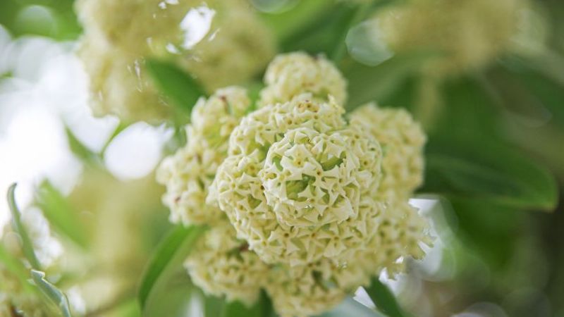 Hà Nội lãng mạn mùa hoa sữa