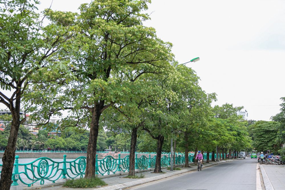 ha noi lang man mua hoa sua