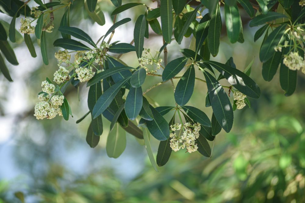 ha noi lang man mua hoa sua