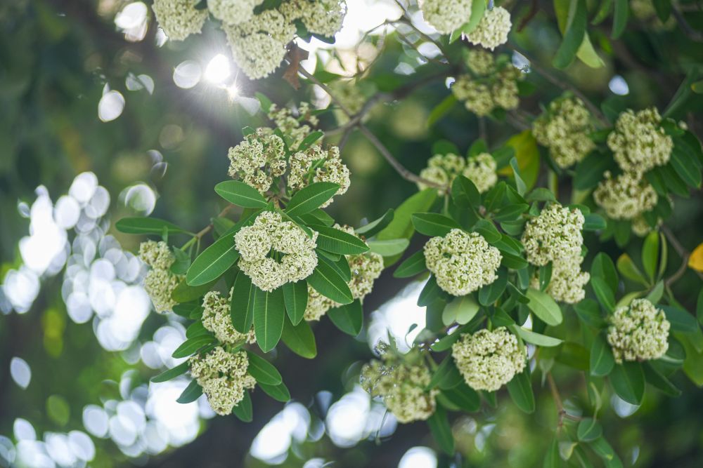 ha noi lang man mua hoa sua