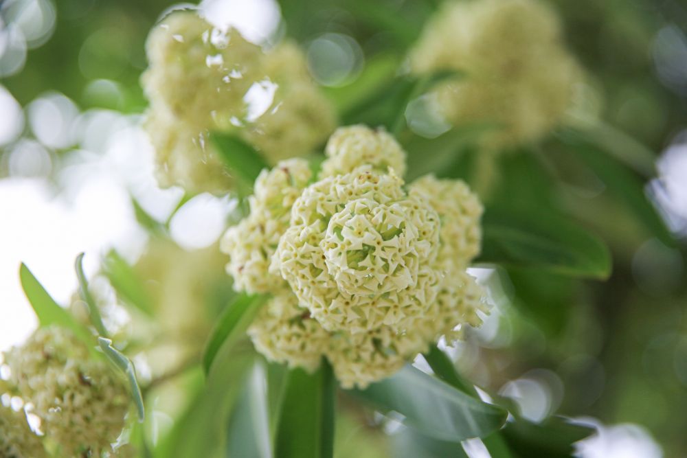 ha noi lang man mua hoa sua