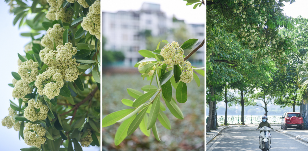 ha noi lang man mua hoa sua