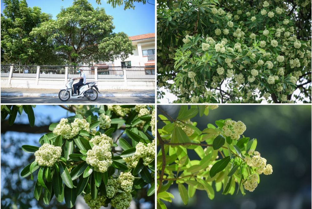 ha noi lang man mua hoa sua