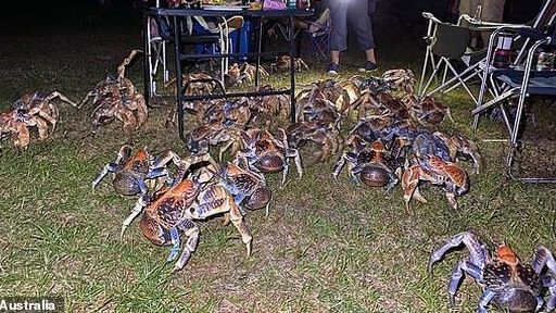 Australia: Đàn cua dừa khổng lồ ồ ạt kéo tới phá hỏng bữa tiệc nướng ngoài trời