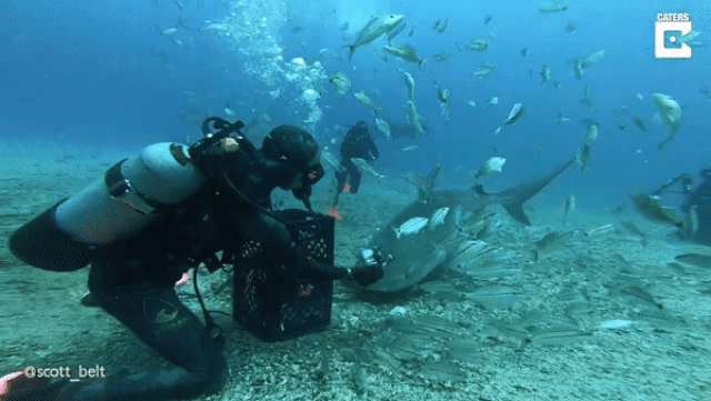 my xem canh tho lan tay khong dut thuc an cho ca map ho