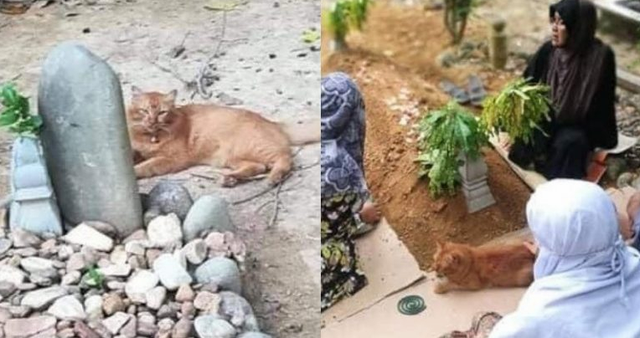 Chuyện cảm động Chú mèo suốt hai năm ngày nào cũng đến thăm mộ chủ chuyen cam dong chu meo suot hai nam ngay nao cung den tham mo chu