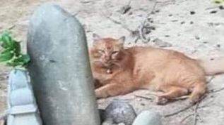 Chuyện cảm động: Chú mèo suốt hai năm, ngày nào cũng đến thăm mộ chủ