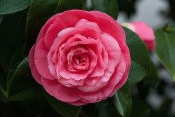 Bí mật về loài hoa hiếm đắt đỏ, đột ngột biến mất khỏi quê hương Trung Quốc