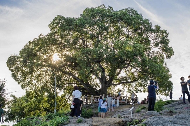 Hàn Quốc: Làng quê yên bình tấp nập khách đến thăm cây sếu cổ thụ 500 năm tuổi