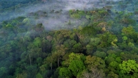 Nhiều khu vực của rừng Amazon có nguy cơ không thể phục hồi