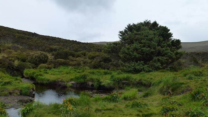 Cây 'cô đơn nhất thế giới' giữ bí mật về biến đổi khí hậu?