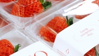 Dâu tây cao cấp Nhật Bản 'gây sốt' tại thị trường Mỹ