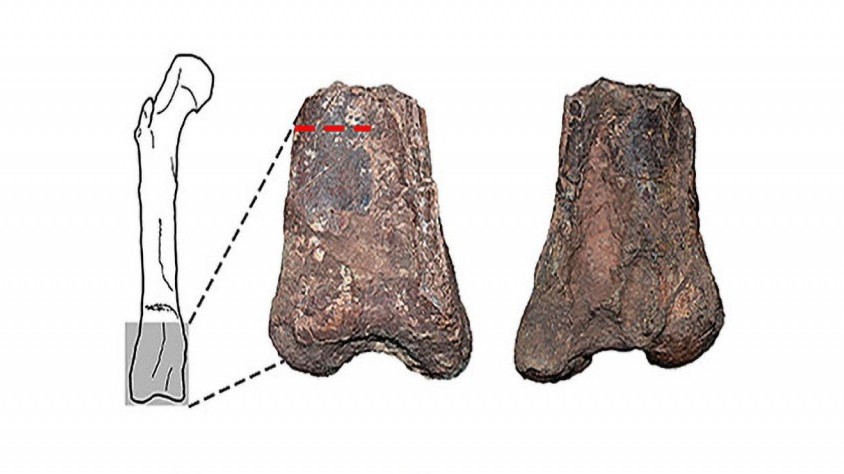 Argentina phát hiện hóa thạch loài khủng long ăn thịt 90 triệu năm trước