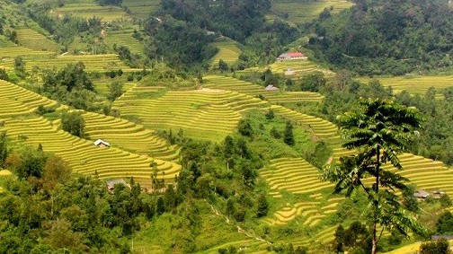 Thăm Hà Giang mùa lúa chín vàng, dự Lễ hội Gầu Tào kỳ bí và độc đáo của đồng bào dân tộc Mông