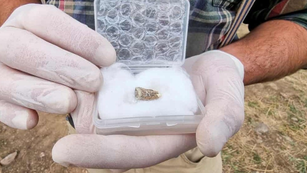 Gruzia: Tìm thấy chiếc răng người 1,8 triệu năm tuổi