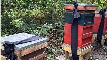 Bầy ong Hoàng gia để tang Nữ hoàng Anh