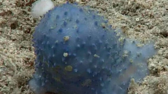 Chưa thể tìm ra danh tính đốm màu xanh bí ẩn dưới đáy biển