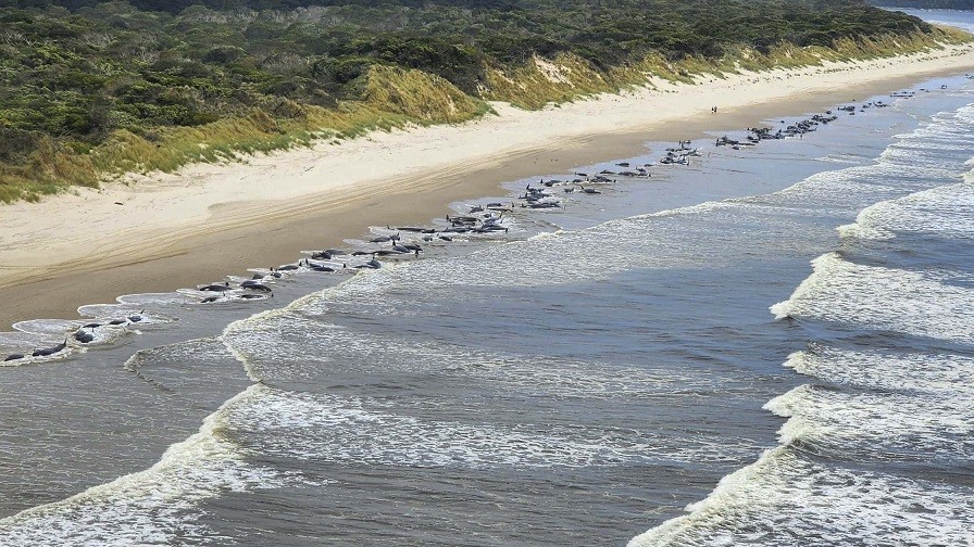 Australia: Chưa rõ nguyên nhân hàng trăm con cá voi hoa tiêu chết do mắc cạn Australia: Chưa rõ nguyên nhân hàng trăm con cá voi hoa tiêu chết do mắc cạn