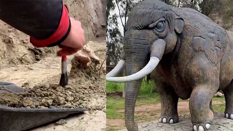 Chile phát hiện một số bộ phận của loài voi cổ đại từ 12.000 năm trước đã tuyệt chủng Chile phát hiện một số bộ phận của loài voi cổ đại từ 12.000 năm trước đã tuyệt chủng