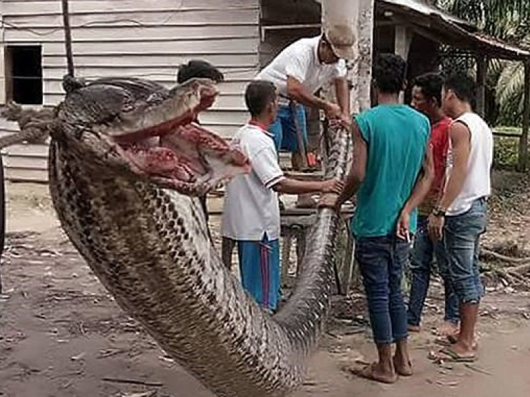 Hạ gục trăn khổng lồ dài 7m bằng... tay không