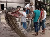 ngo ngang tran 35m cho 10 con coc mia tim cho tron giua con bao