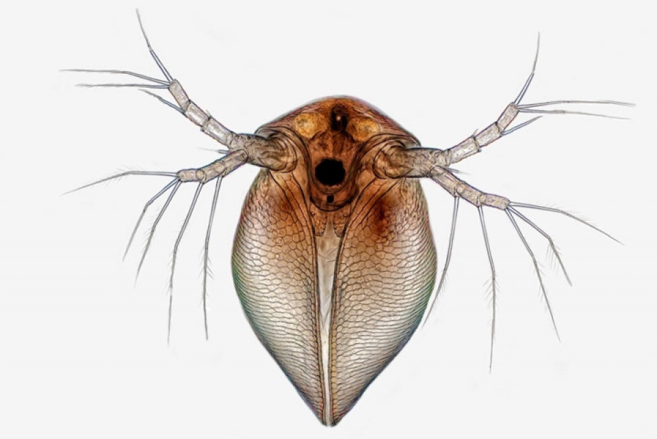 the gioi dep ngo ngang duoi ong kinh hien vi dien tu