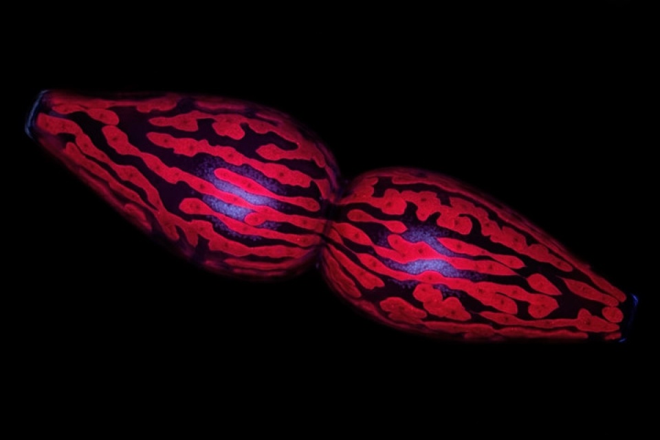 the gioi dep ngo ngang duoi ong kinh hien vi dien tu