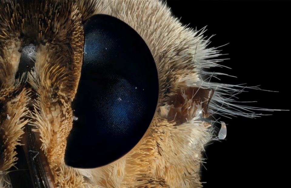 the gioi dep ngo ngang duoi ong kinh hien vi dien tu